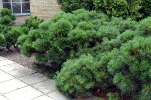 Pinus mugo Pumilio - Сосна горная Пумилио (Pumilio) С2 30-35cm